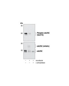 Cell Signaling Phospho-Cdc25c (Ser216) (63f9) Rabbit mAb (BSA And Azide Free)