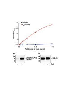 Cell Signaling Fastscan Phospho-Slp-76 (Ser376) ELISA Kit
