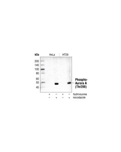 Cell Signaling Phospho-Aurora A (Thr288) (C39d8) Rabbit mAb