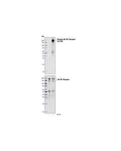 Cell Signaling Phospho-Csf-1r/M-Csf-R (Tyr708) Antibody
