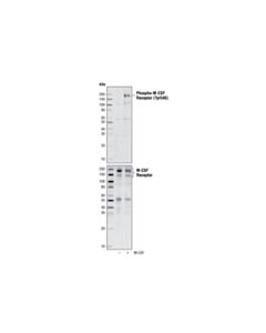 Cell Signaling Phospho-Csf-1r/M-Csf-R (Tyr546) Antibody