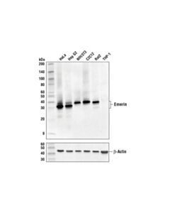 Cell Signaling Emerin (D3b9g) Xp Rabbit mAb
