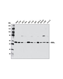 Cell Signaling RXRalpha (D6H10) Rabbit mAb 20 uL