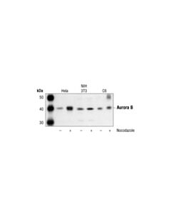 Cell Signaling Aurora B/Aim1 Antibody