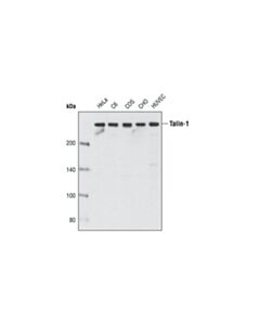 Cell Signaling Talin-1 (C45F1) Rabbit mAb (BSA and Azide Free)