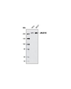 Cell Signaling JMJD1B (C6D12) Rabbit mAb 20 uL