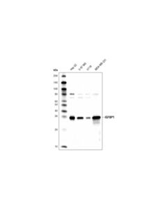 Cell Signaling Igfbp1 (D4e9t) Xp Rabbit mAb