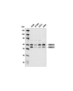 Cell Signaling Smad2/3 Antibody