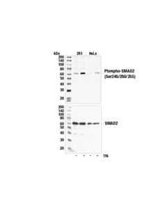 Cell Signaling Phospho-Smad2 (Ser245/250/255) Antibody