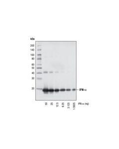 Cell Signaling IFN-alpha (6B18) Mouse mAb 20 uL