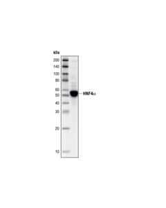 Cell Signaling HNF-4 alpha (C11F12) Rabbit Monoclonal Antibody