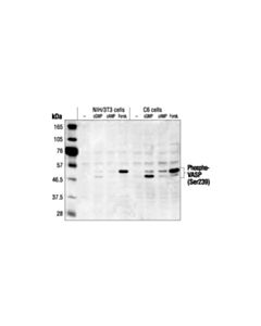 Cell Signaling Phospho-Vasp (Ser239) Antibody