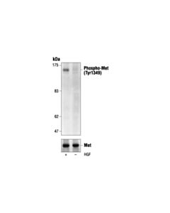 Cell Signaling Phospho-Met (Tyr1349) Antibody