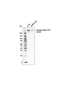 Cell Signaling Phospho-Rpb1 Ctd (Ser2) (E1z3g) Rabbit mAb (Biotinylated)