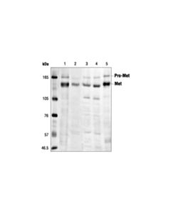 Cell Signaling Met (25h2) Mouse mAb