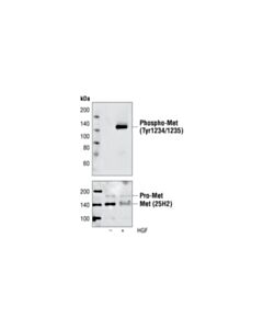 Cell Signaling Phospho-Met (Tyr1234/1235) (3D7) Rabbit mAb 20 uL