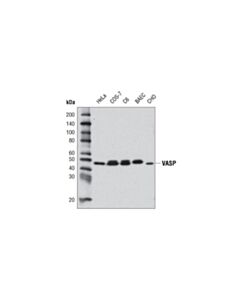 Cell Signaling Vasp (9a2) Rabbit mAb