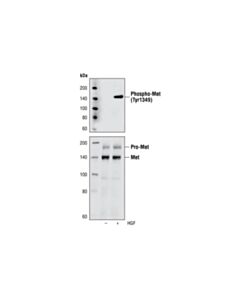 Cell Signaling Phospho-Met (Tyr1349) (130h2) Rabbit mAb