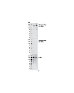 Cell Signaling Phospho-Met (Tyr1003) (13d11) Rabbit mAb