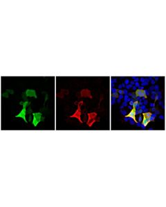 Cell Signaling V5-Tag (D3H8Q) Feline Chimeric mAb