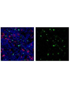 Cell Signaling Ly-6g/Ly-6c (Gr-1) (Rb6-8c5) Rat mAb