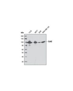 Cell Signaling Ezh2 (AC22) Mouse mAb 20 uL