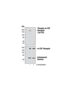 Cell Signaling Phospho-Csf-1r/M-Csf-R (Tyr723) Antibody