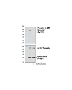Cell Signaling Csf-1r/M-Csf-R Antibody
