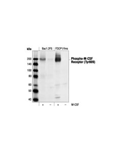 Cell Signaling Phospho-Csf-1r/M-Csf-R (Tyr809) Antibody