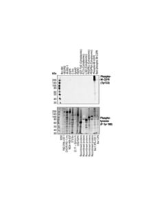 Cell Signaling Phospho-CSF-1R/M-CSF-R (Tyr723) (49C10) Rabbit mAb 20 uL