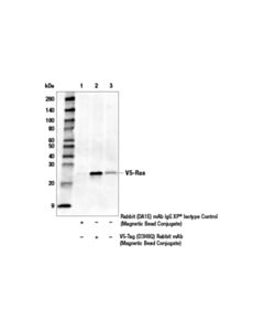 Cell Signaling V5-Tag (D3h8q) Rabbit mAb (Magnetic Bead Conjugate)
