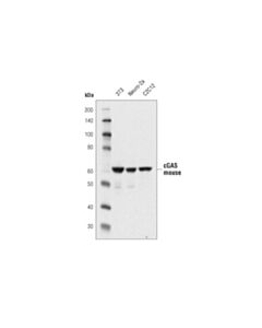 Cell Signaling Cgas (D3o8o) Rabbit mAb (Mouse Specific)