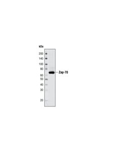 Cell Signaling Zap-70 (D1c10e) Xp Rabbit mAb