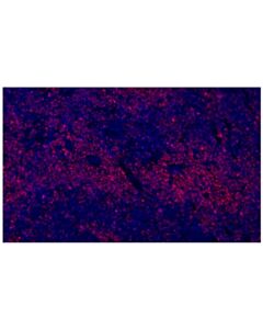 Cell Signaling Ki-67 (D3B5) Rabbit mAb (Alexa Fluor 555 Conjugate)