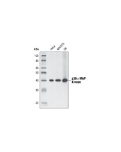 Cell Signaling p38 alpha MAPK (L53F8) Mouse Monoclonal Antibody (BSA and Azide Free)