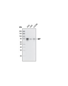 Cell Signaling BiP (C50B12) Rabbit Monoclonal Antibody