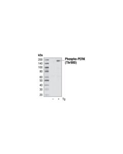 Cell Signaling Phospho-PERK (Thr980) (16F8) Rabbit mAb 20 uL