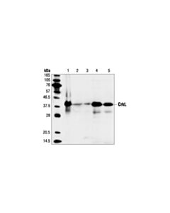 Cell Signaling CrkL (32H4) Mouse mAb 20 uL