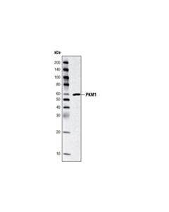 Cell Signaling Pkm1/2 Antibody