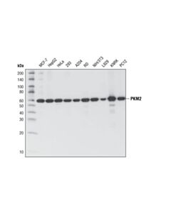 Cell Signaling Pkm1/2 (C103a3) Rabbit mAb