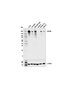 Cell Signaling CD109 (E8L2W) Rabbit mAb (BSA and Azide Free)
