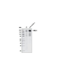 Cell Signaling IRS-1 (L3D12) Mouse mAb 20 uL