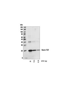 Cell Signaling Basic FGF (19A9) Rabbit mAb 20 uL