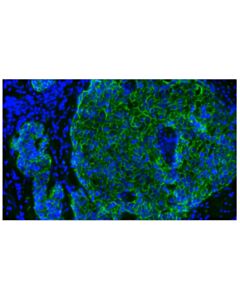 Cell Signaling E-Cadherin (24e10) Rabbit mAb (Alexa Fluor 488 Conjugate)
