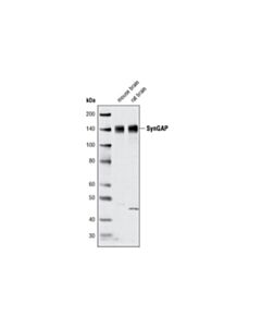 Cell Signaling Syngap Antibody