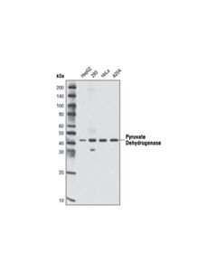 Cell Signaling Pyruvate Dehydrogenase (C54g1) Rabbit mAb