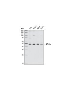 Cell Signaling Ap-2alpha Antibody