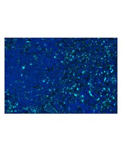 Cell Signaling LAMP1 (D2D11) Rabbit Monoclonal Antibody (Alexa Fluor ® 750 Conjugate)