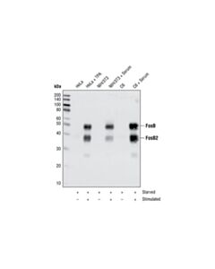 Cell Signaling Fosb (5g4) Rabbit mAb (BSA And Azide Free)