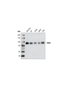 Cell Signaling Dvl3 Antibody